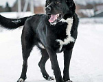 Собаки в Москве: Красавец Тедди, суперпозитивный молодой пес в добрые руки Мальчик, Бесплатно - фото 5