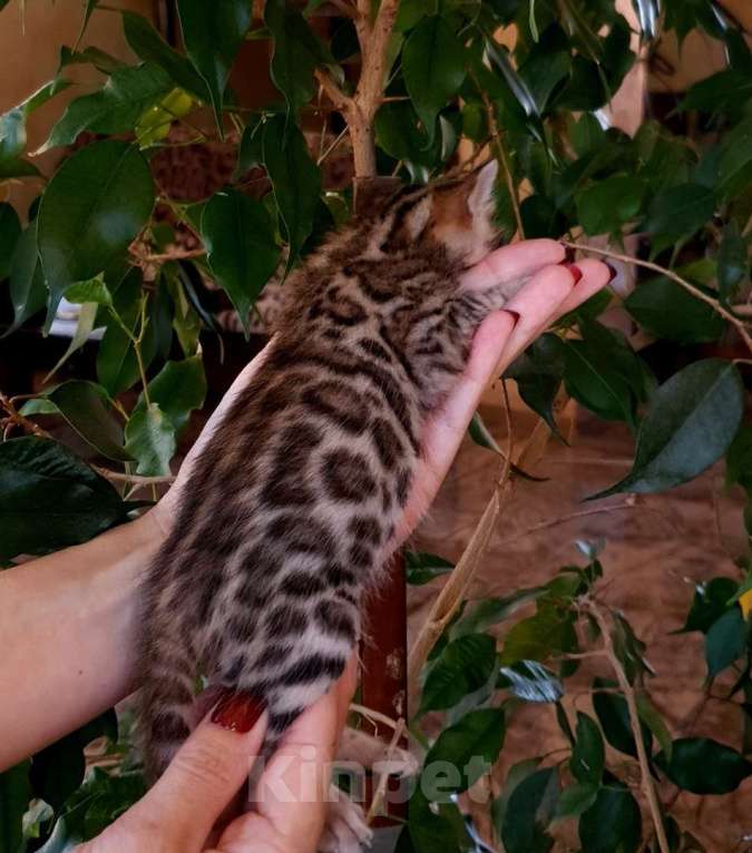 Кошки в Москве: Бенгальский котенок, мальчик Мальчик, 45 000 руб. - фото 2