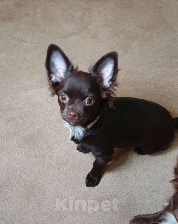 Собаки в Москве: Мальчик чихуахуа 9 мес. Окрас шоколад д/ш Мальчик, 35 000 руб. - фото 3