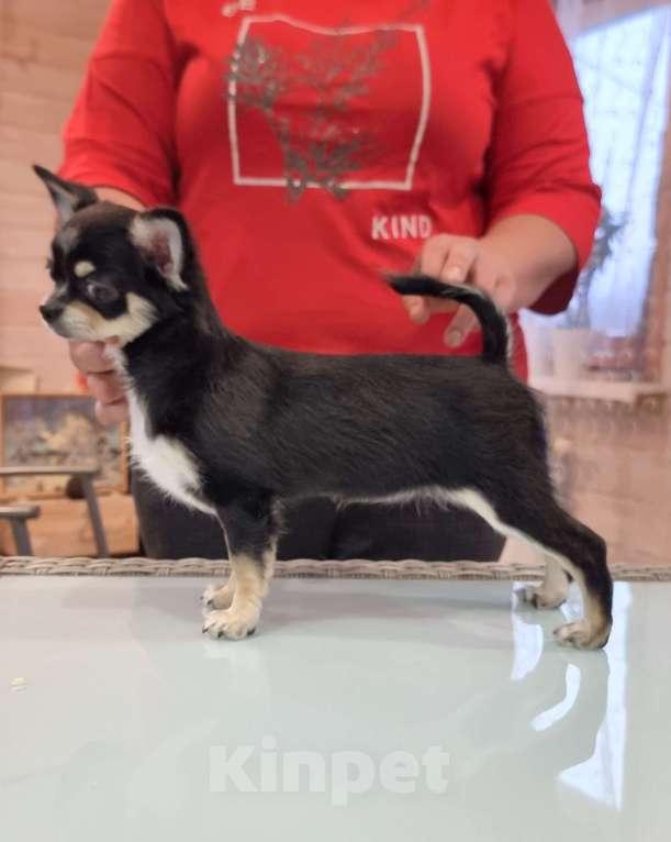 Собаки в Наро-Фоминске: подросток чихуахуа девочка Девочка, 80 000 руб. - фото 1