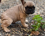 Собаки в Тимашевске: Щенок французского бульдога Девочка, 25 000 руб. - фото 2