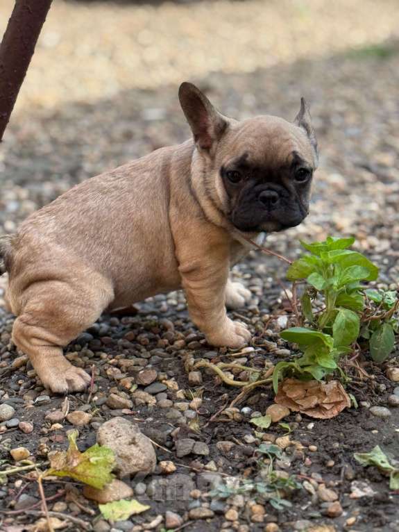 Собаки в Тимашевске: Щенок французского бульдога Девочка, 25 000 руб. - фото 2