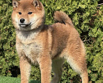Собаки в Санкт-Петербурге: Сиба-ину мальчик щенок Мальчик, 40 000 руб. - фото 1