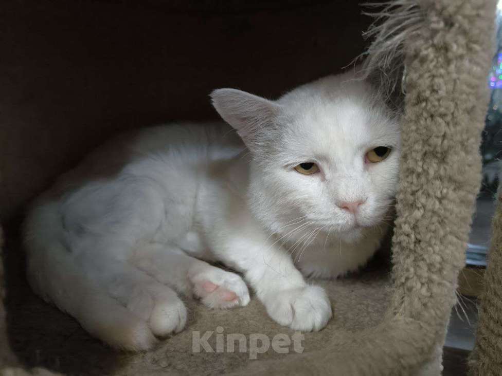 Кошки в Москве: Самый ласковый кот в добрые руки Мальчик, Бесплатно - фото 3