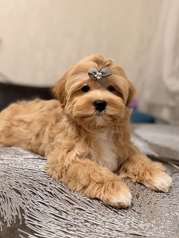 Мальчик Мальтипу f1 Мишани стар Флорри