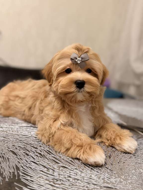 Собаки в Москве: Мальчик Мальтипу f1 Мишани стар Флорри Мальчик, 160 000 руб. - фото 1