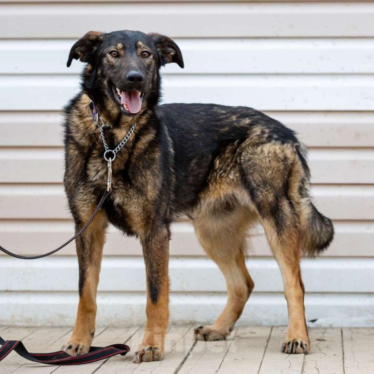 Собаки в Москве: Юна. Собака с огненным характером Девочка, Бесплатно - фото 4