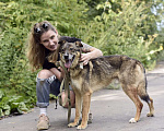 Собаки в Москве: Тобик Мальчик, Бесплатно - фото 4