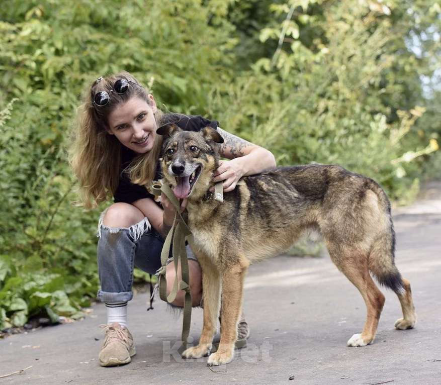 Собаки в Москве: Тобик Мальчик, Бесплатно - фото 4