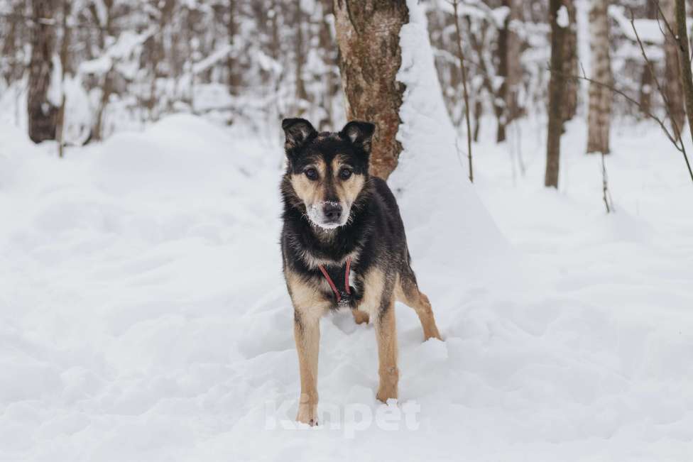 Собаки в Москве: Собака в добрые руки Мальчик, Бесплатно - фото 4