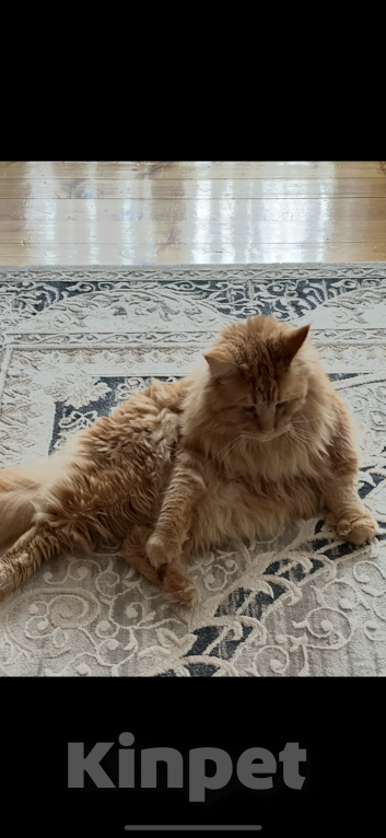 Кошки в Можге: !!!ПОТЕРЯЛСЯ КОТ!!! Мальчик, 10 000 руб. - фото 6