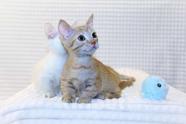 Кошки в Новосибирске: Манчкины стандарт (короткие лапки) Мальчик, 35 000 руб. - фото 4