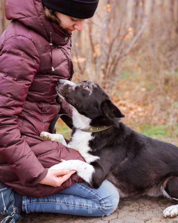 Собаки в Москве: Метис в добрые руки Мальчик, Бесплатно - фото 6