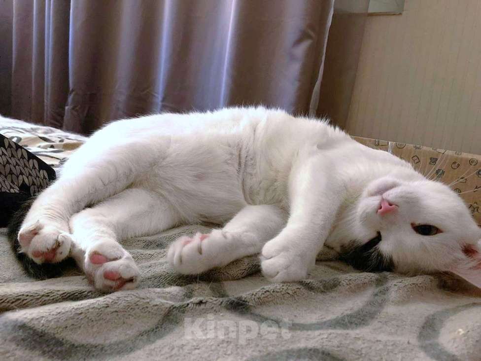 Кошки в Москве: Белый очень ласковый кот Зая Мальчик, Бесплатно - фото 4