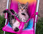 Кошки в Казани: Котёнок в добрые руки Девочка, Бесплатно - фото 2