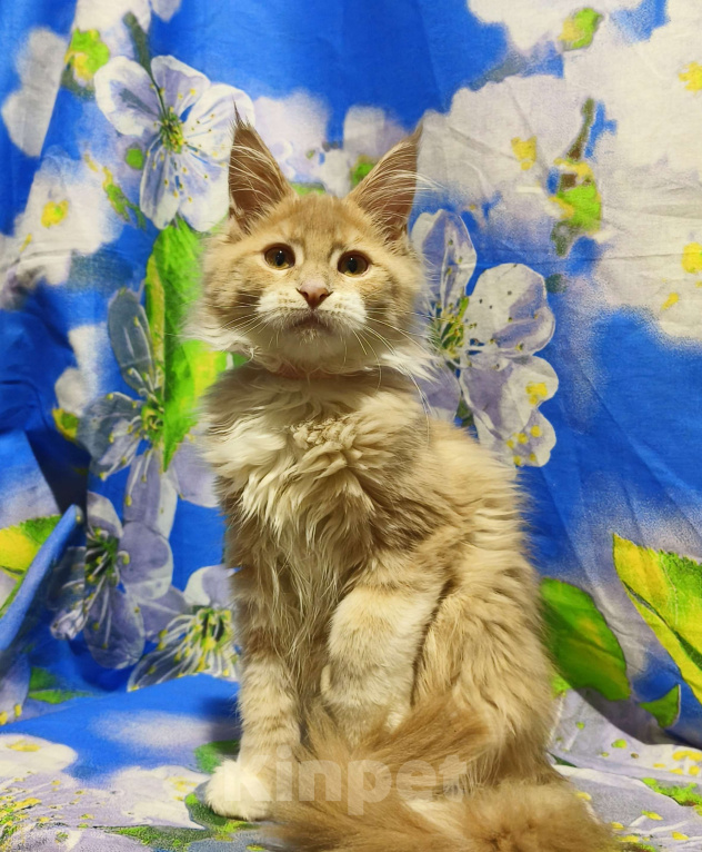 Кошки в Москве: Мейн-Кун полидакт. Девочка Девочка, 90 000 руб. - фото 3