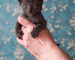 Кошки в Казани: Котята в добрые руки Разнополые, Бесплатно - фото 1