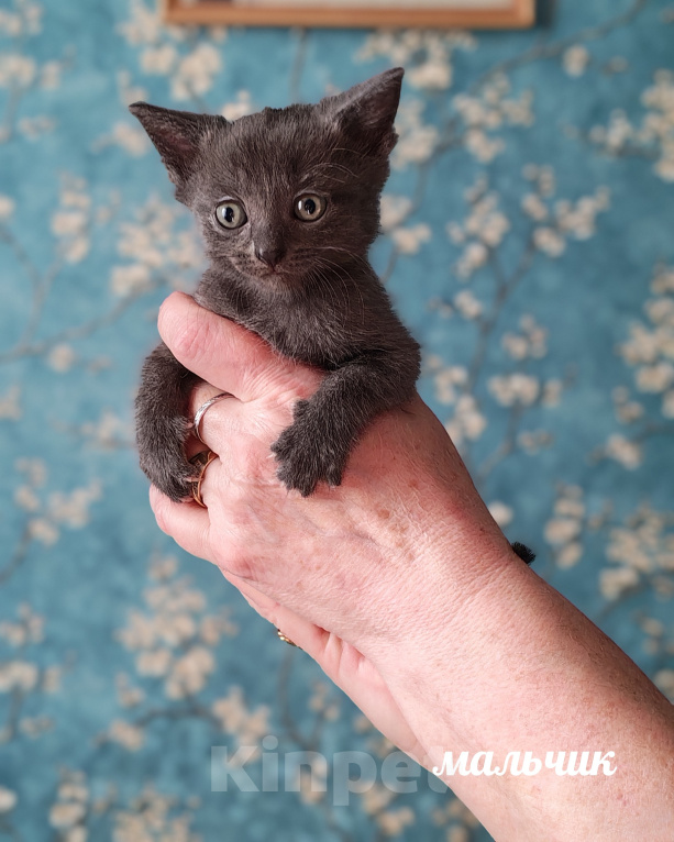 Кошки в Казани: Котята в добрые руки Разнополые, Бесплатно - фото 1