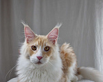 Кошки в Туапсе: Котята мейн-кун полидакт Мальчик, 25 000 руб. - фото 2