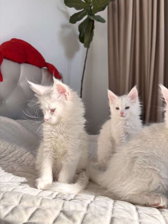 Кошки в Калининграде: Мэйкун котенок  Мальчик, 50 000 руб. - фото 1