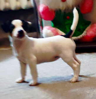 Щенки Джек Рассел терьера