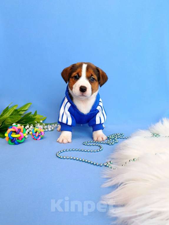 Собаки в Тюмени: Щенки Джек Рассел терьер мальчики и девочки Мальчик, 30 000 руб. - фото 2