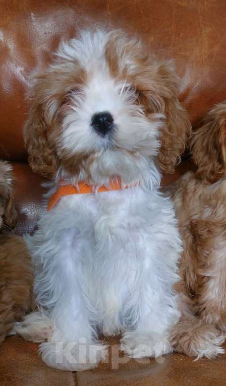 Собаки в Санкт-Петербурге: Щенки кавапу Разнополые, 50 000 руб. - фото 5