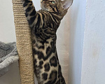 Кошки в Ростове-на-Дону: Бенгальский леопард Мальчик, 60 000 руб. - фото 2