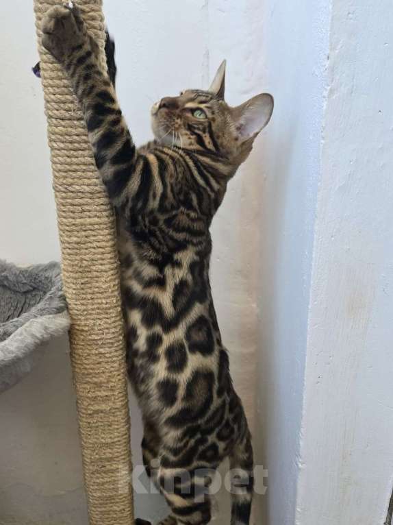 Кошки в Ростове-на-Дону: Бенгальский леопард Мальчик, 60 000 руб. - фото 2