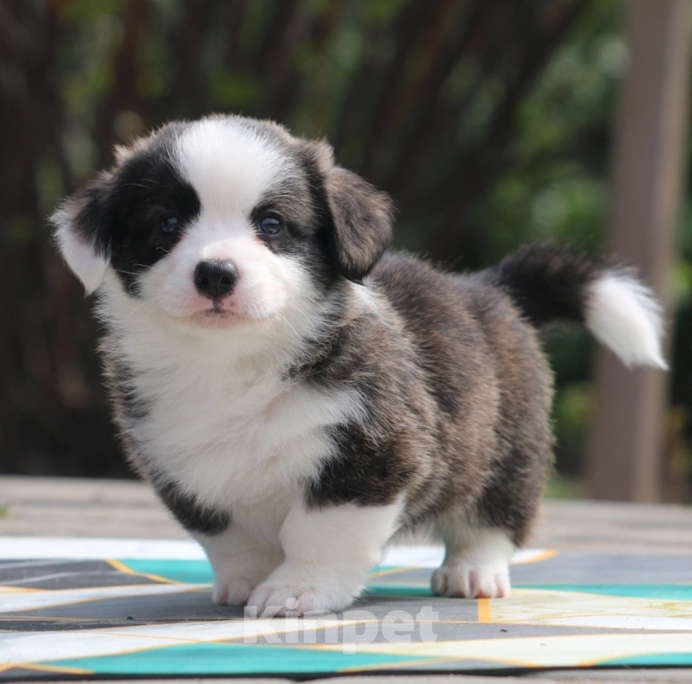 Собаки в Люберцах: Тигровый корги Мальчик, Бесплатно - фото 2