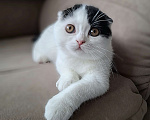 Кошки в Ярославле: Шотландский вислоухий короткошерстный мальчик  Мальчик, 30 000 руб. - фото 8