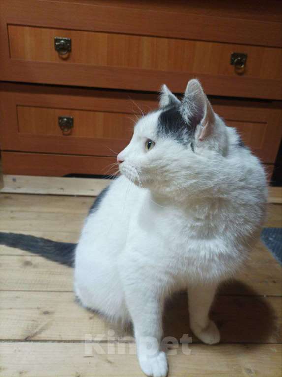 Кошки в Москве: Отдаю кота бесплатно Мальчик, Бесплатно - фото 3