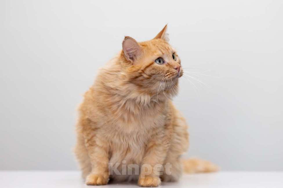 Кошки в Москве: Кот Артишок в добрые руки Мальчик, Бесплатно - фото 4