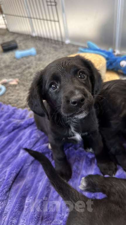Собаки в Краснодаре: Американский Кокер помесь с дворнягой Мальчик, 100 руб. - фото 1