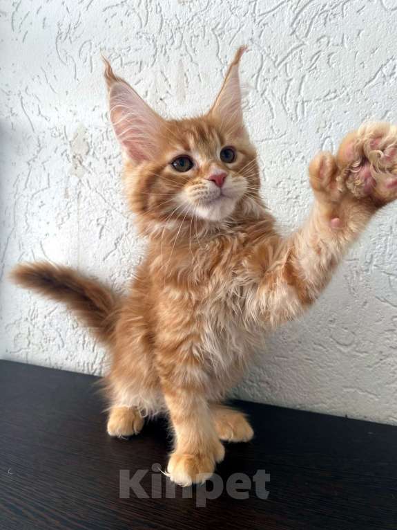 Кошки в Екатеринбурге: девочка полидакт Девочка, 35 000 руб. - фото 1