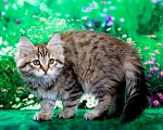 Кошки в Москве: Сибирская кошечка Даша Девочка, 55 000 руб. - фото 3