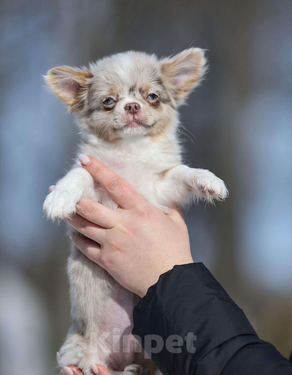 Собаки в Обнинске: Мальчик чихуахуа лиловый мрамор мерле с подпалом Мальчик, 100 000 руб. - фото 2