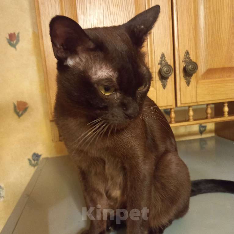 Кошки в Санкт-Петербурге: Бурманская девочка. Девочка, 5 000 руб. - фото 4