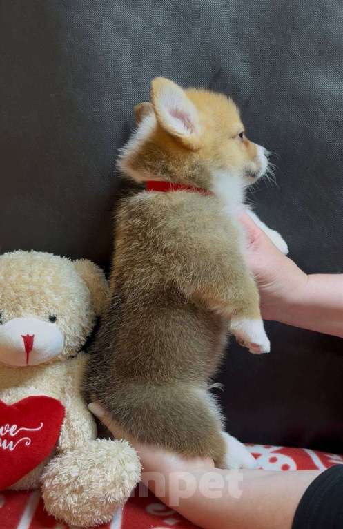 Собаки в других городах Московской области: Вельш корги пемброк мальчик  Мальчик, 38 000 руб. - фото 4