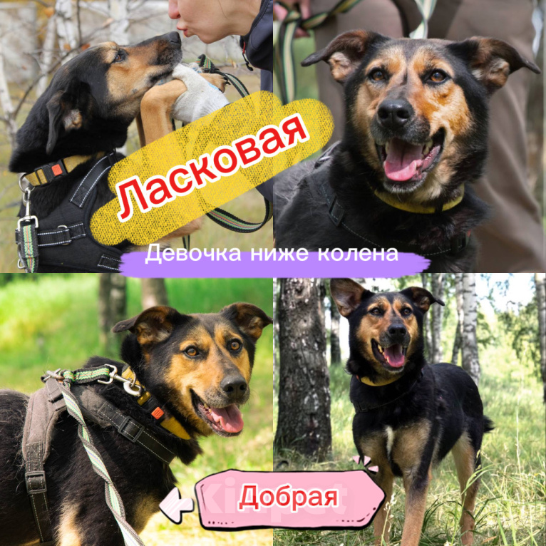 Собаки в Москве: Инга собака ниже колена Девочка, Бесплатно - фото 1