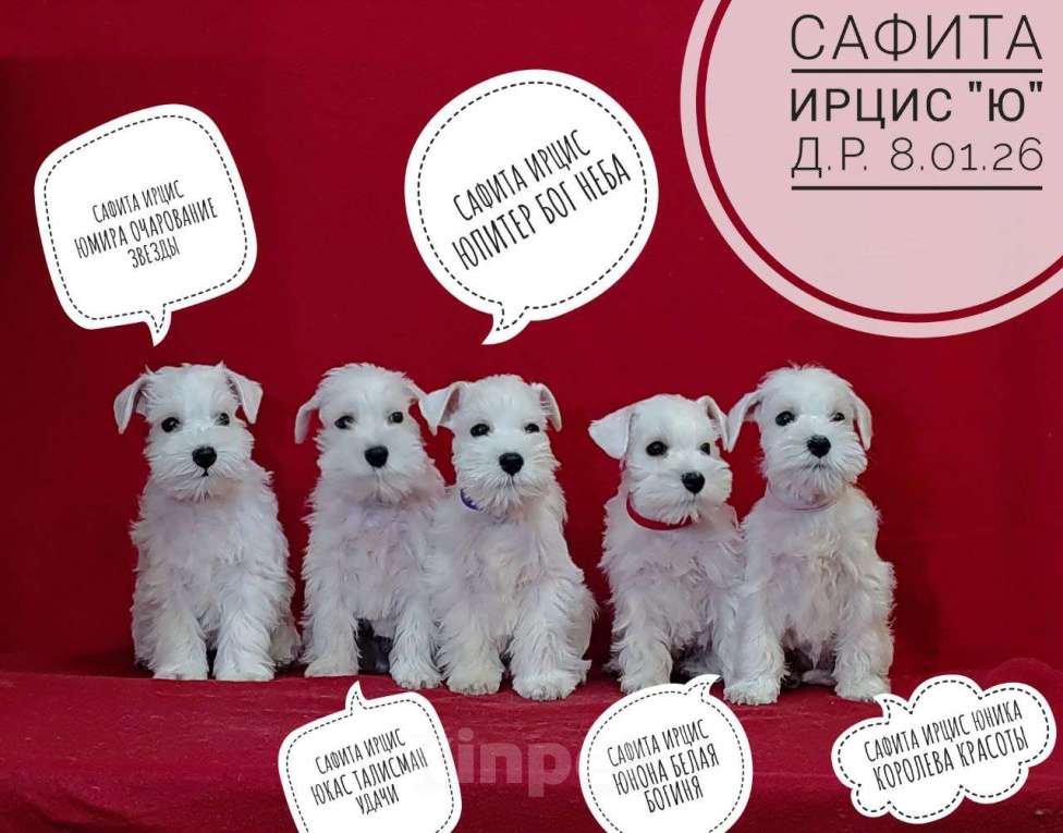 Собаки в Омске: Цвергшнауцер щенок белый Разнополые, Бесплатно - фото 2