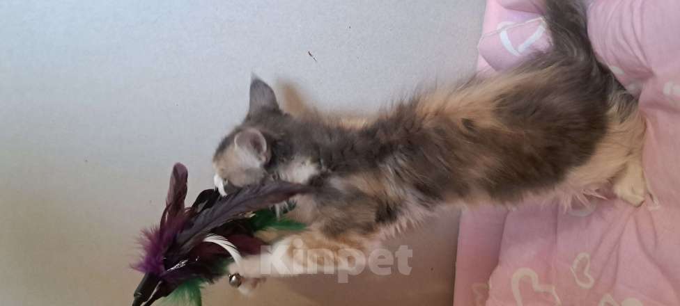 Кошки в Москве: Питомник гигантских кошечек Разнополые, 30 000 руб. - фото 7