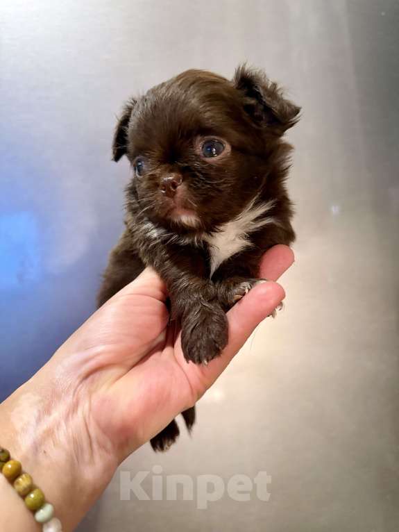 Собаки в Ростове-на-Дону: Мальчик чихуахуа Мальчик, 35 000 руб. - фото 6