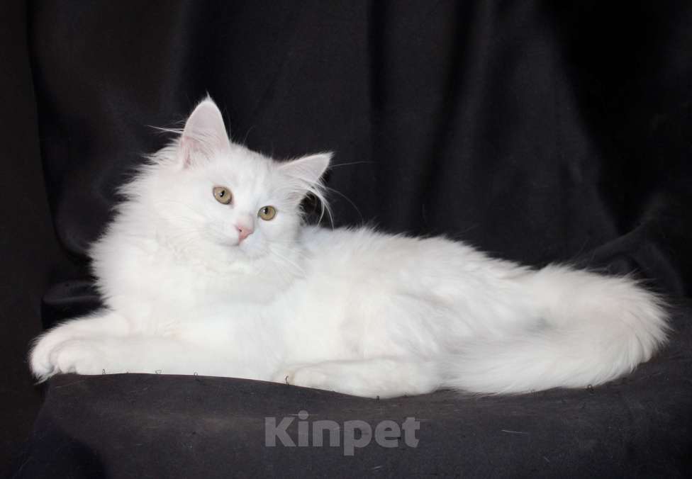 Кошки в Тюмени: Сибирский котёнок Девочка, 15 000 руб. - фото 3