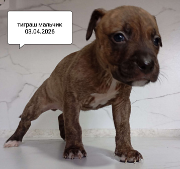 Американский питбультерьер . Мальчик