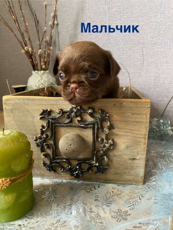 Собаки в Москве: Очаровательный малыш Брабансон  Мальчик, Бесплатно - фото 3