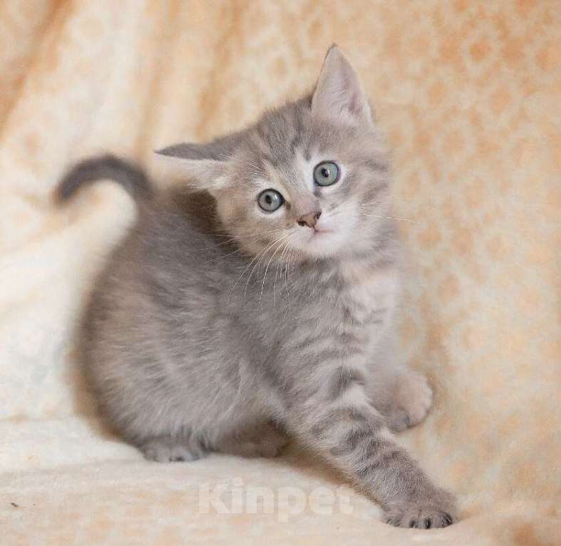 Кошки в Москве: Маленькие котята в добрые руки Мальчик, Бесплатно - фото 2