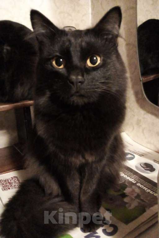 Кошки в Москве: 🟢 ( Холмик )  –  Благородный  и  верный  домашний  кот  ищет  спутницу-кошечку  и  любящих  хозяев Мальчик, Бесплатно - фото 1