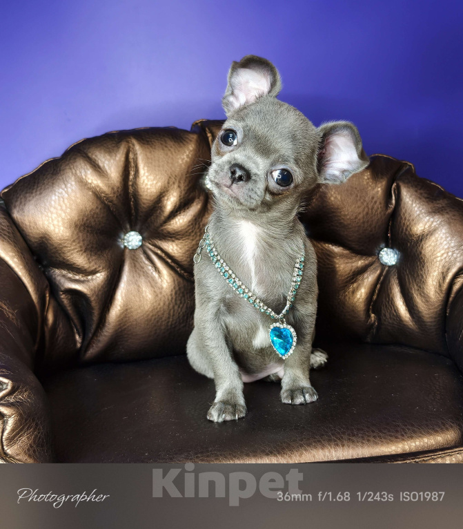 Собаки в Москве: Голубого окраса чудо мальчик чихуахуа  Мальчик, Бесплатно - фото 7