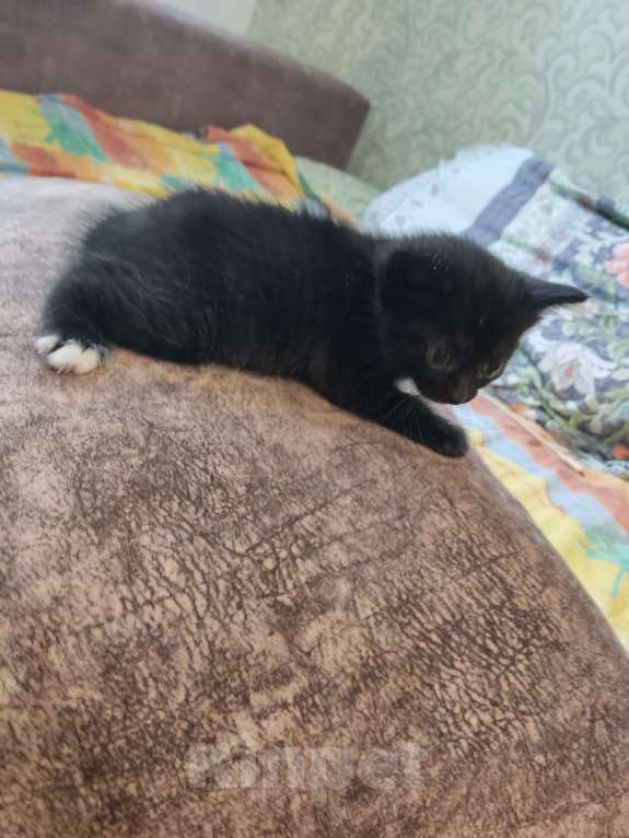 Кошки в Перми: Котенок. Девочка. В самые добрые руки Девочка, Бесплатно - фото 3